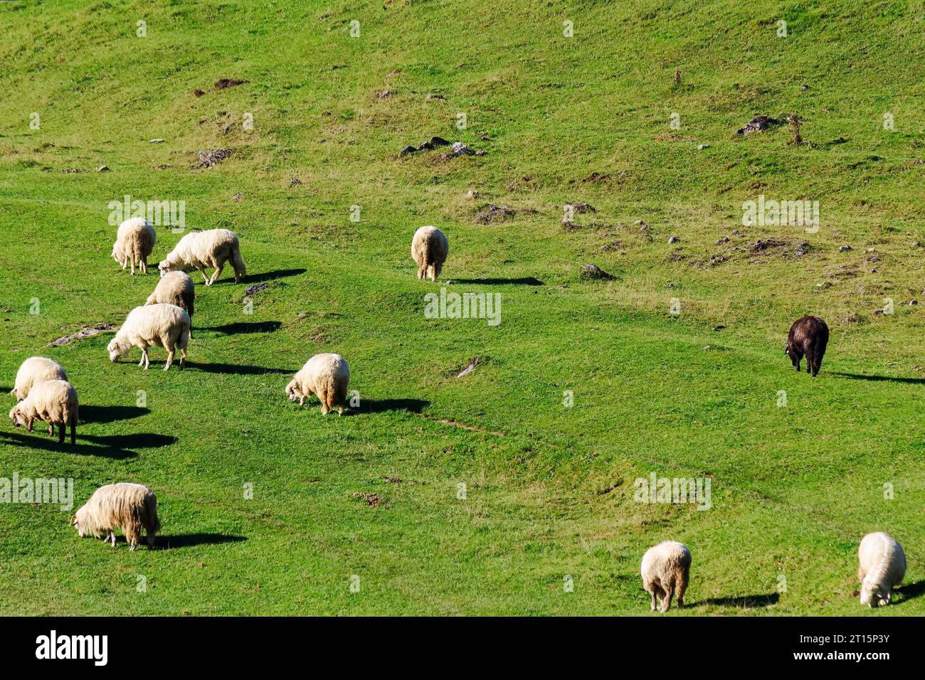 flock of sheep grazing on the steep grassy hill. beautiful nature scenery on a sunny day in autumn. bihor county, romania Stock Photo