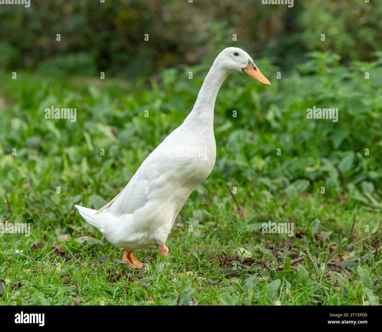 White Indian Runner duck Stock Photo