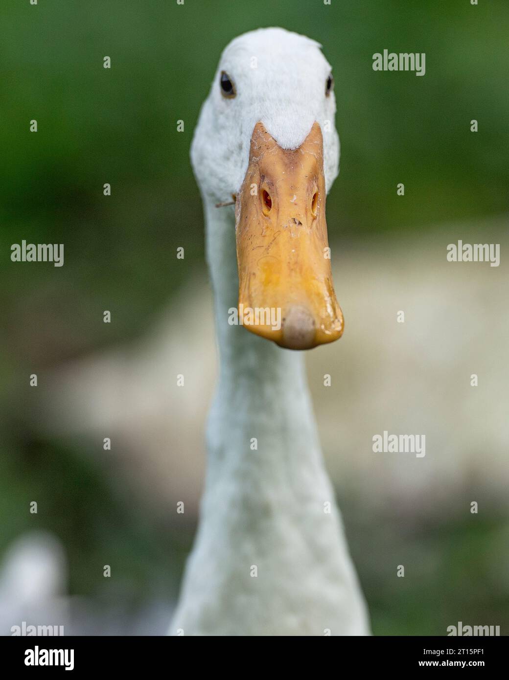 Indian Runner duck Stock Photo