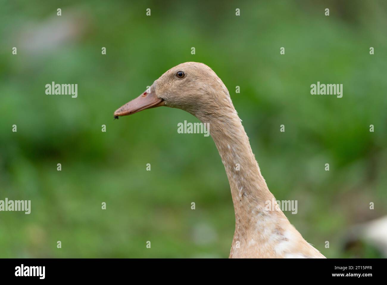 Indian runner duck Stock Photo