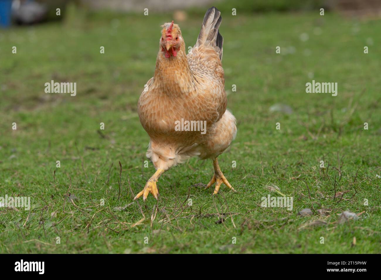 chicken running towards the camera Stock Photo