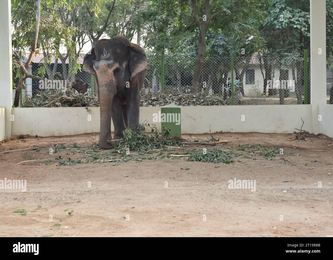 A Closeup picture of an Elephant kept in Captive with chain tied to