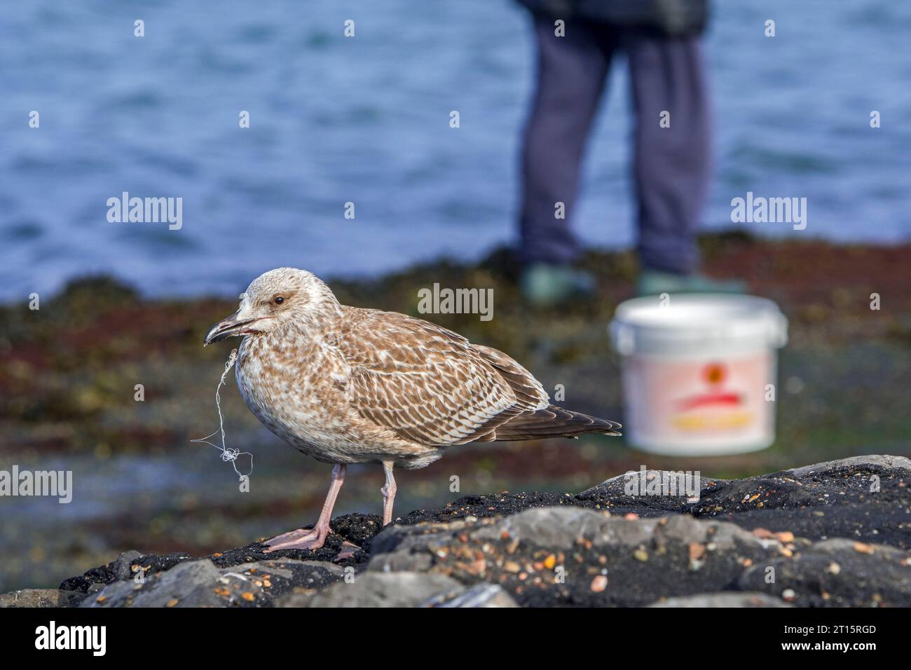 Injured juvenile European herring gull (Larus argentatus) with fishing line and fish hook / fishhook wedged in its beak in front of sea angler Stock Photo