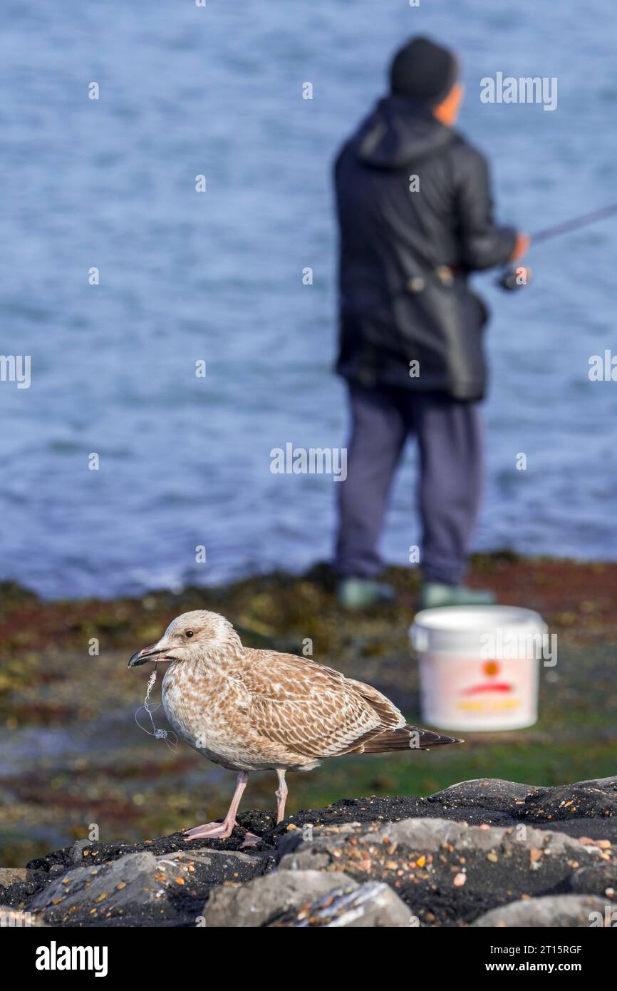 Injured juvenile European herring gull (Larus argentatus) with fishing line and fish hook / fishhook wedged in its beak in front of sea angler Stock Photo