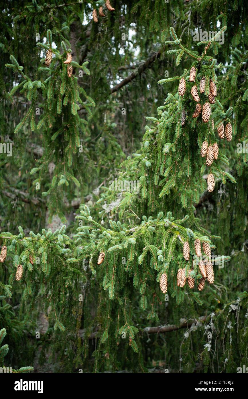 Gewöhnliche Fichte mit Zapfen am Baum, Glemmtaler Baumzipfelweg bei Lengau, Gemeinde Saalbach Hinterglemm, Salzburger Land, Österreich, 5. Oktober 2023 Waldbaum *** Common spruce with cones on tree, Glemmtaler Baumzipfelweg near Lengau, Gemeinde Saalbach Hinterglemm, Salzburger Land, Austria, 5 October 2023 forest tree 20231005DSC 0353 Credit: Imago/Alamy Live News Stock Photo