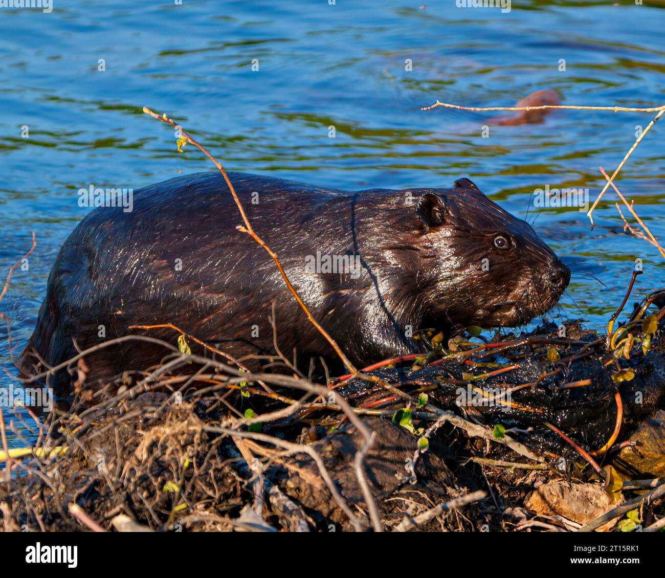 Beaver closeup view building a beaver dam in a water stream flow