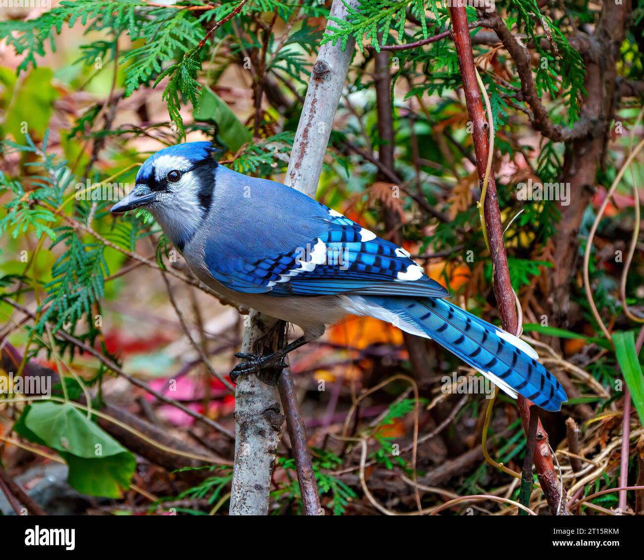 Blue Jay close-up side view perched on a branch with a cedar trees background in the forest environment and habitat displaying blue feathers. Jay Bird Stock Photo