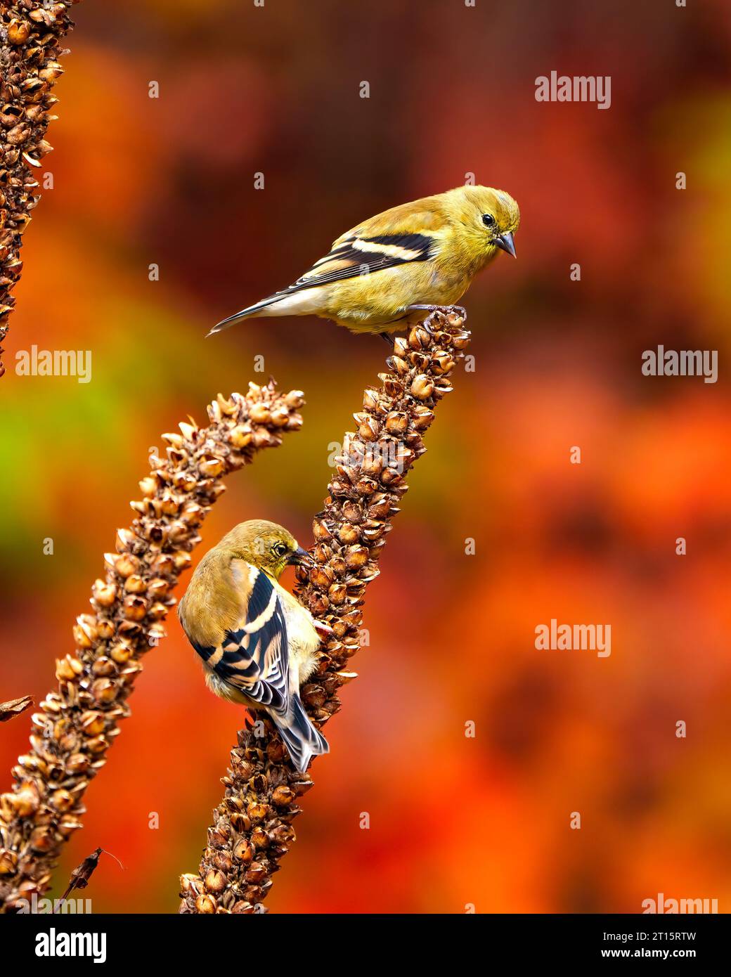 Finch birds close-up side view perched on a dried mullein stalks plant and with a autumn orange background in their environment and habitat . Stock Photo