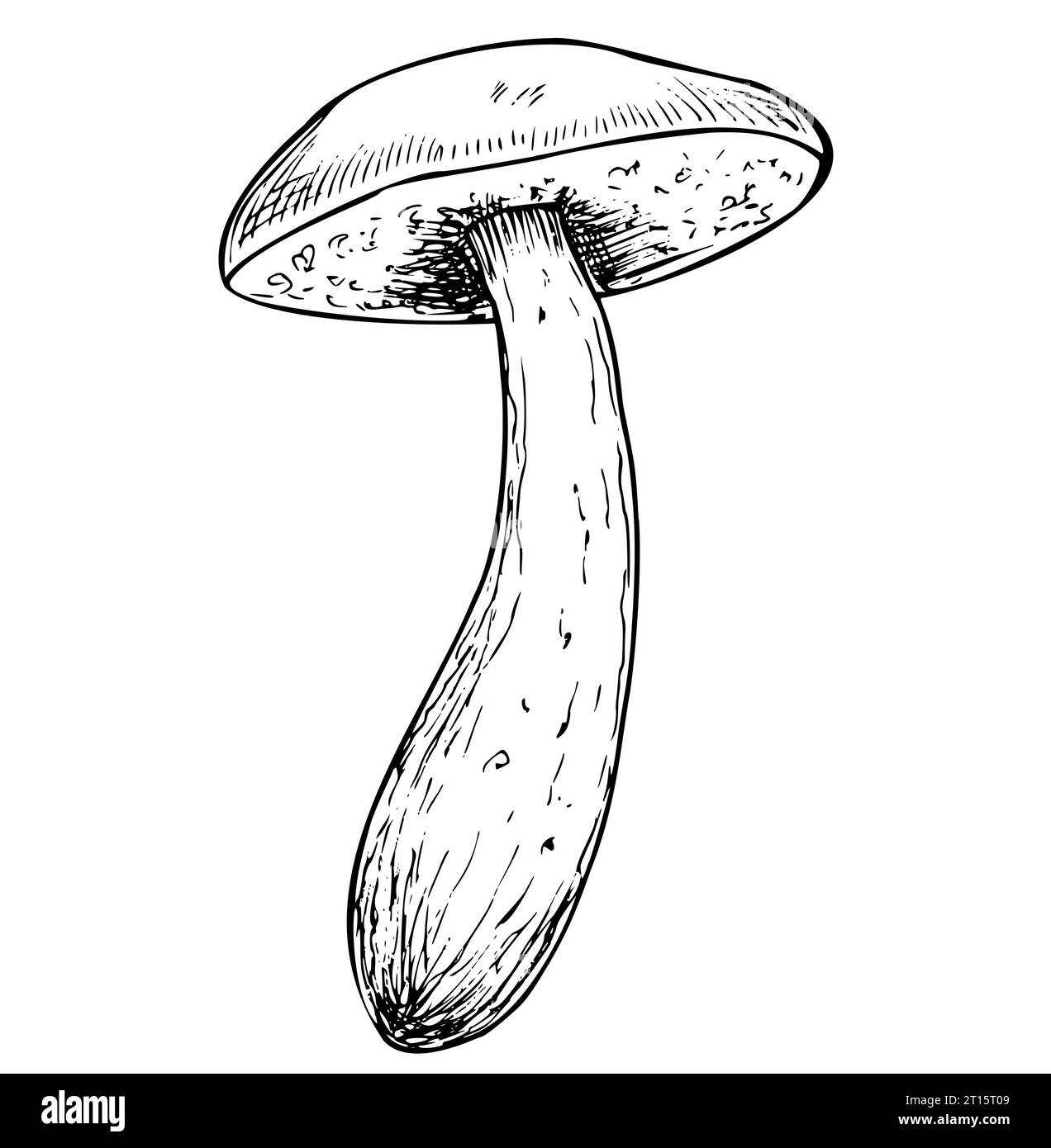 Birch Mushroom in line art style. Hand drawn vector illustration of