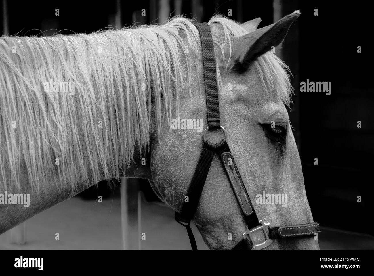 Horse with no name Stock Photo