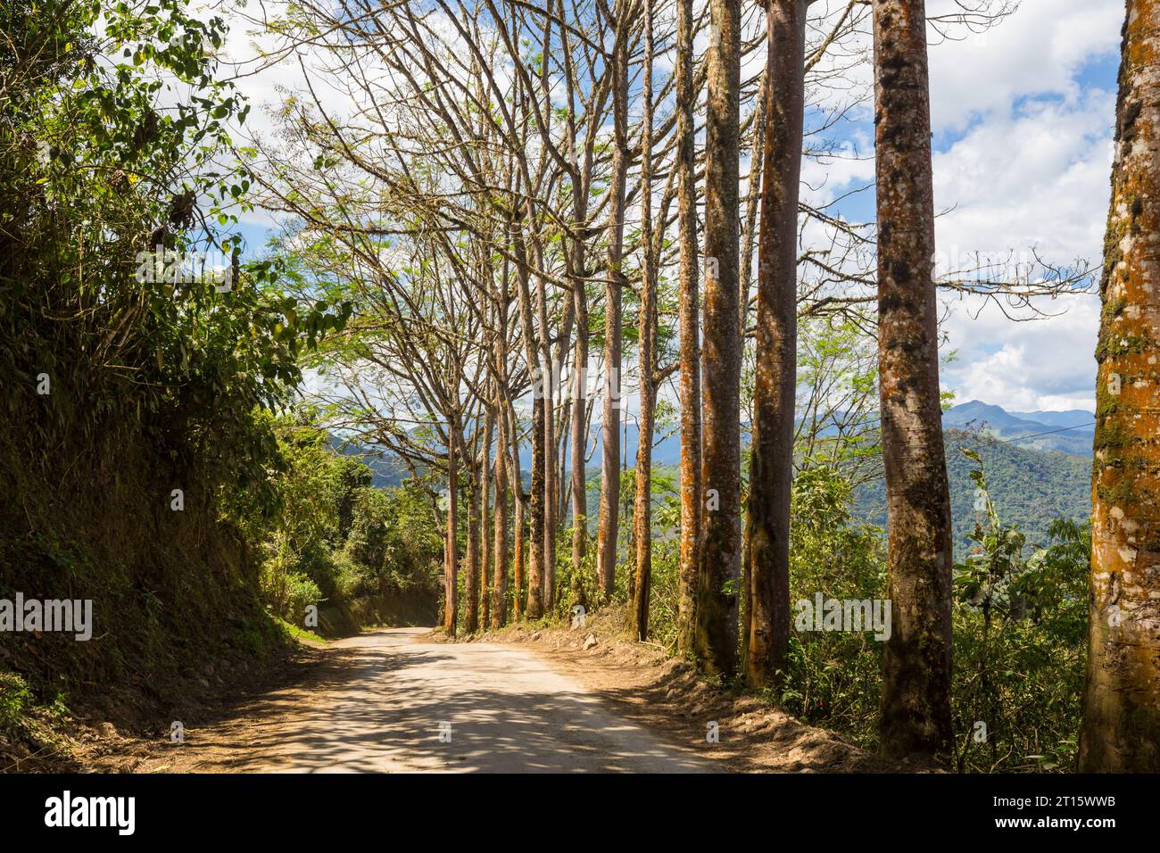 Trees alley in rural hi-res stock photography and images - Alamy