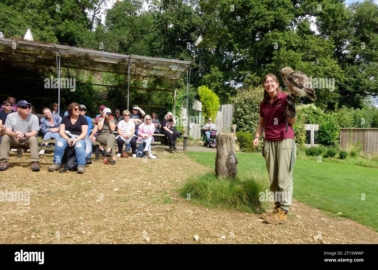 Visitors watching woman holding young Siberian Eagle owl  Bubo bubo yenisseensis sitting on tree stump Cotswold Falconry Centre Batsford UK Stock Photo