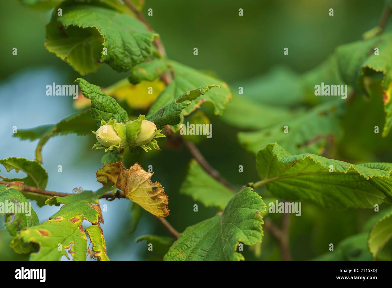 Hazelnuts still on the bush Stock Photo