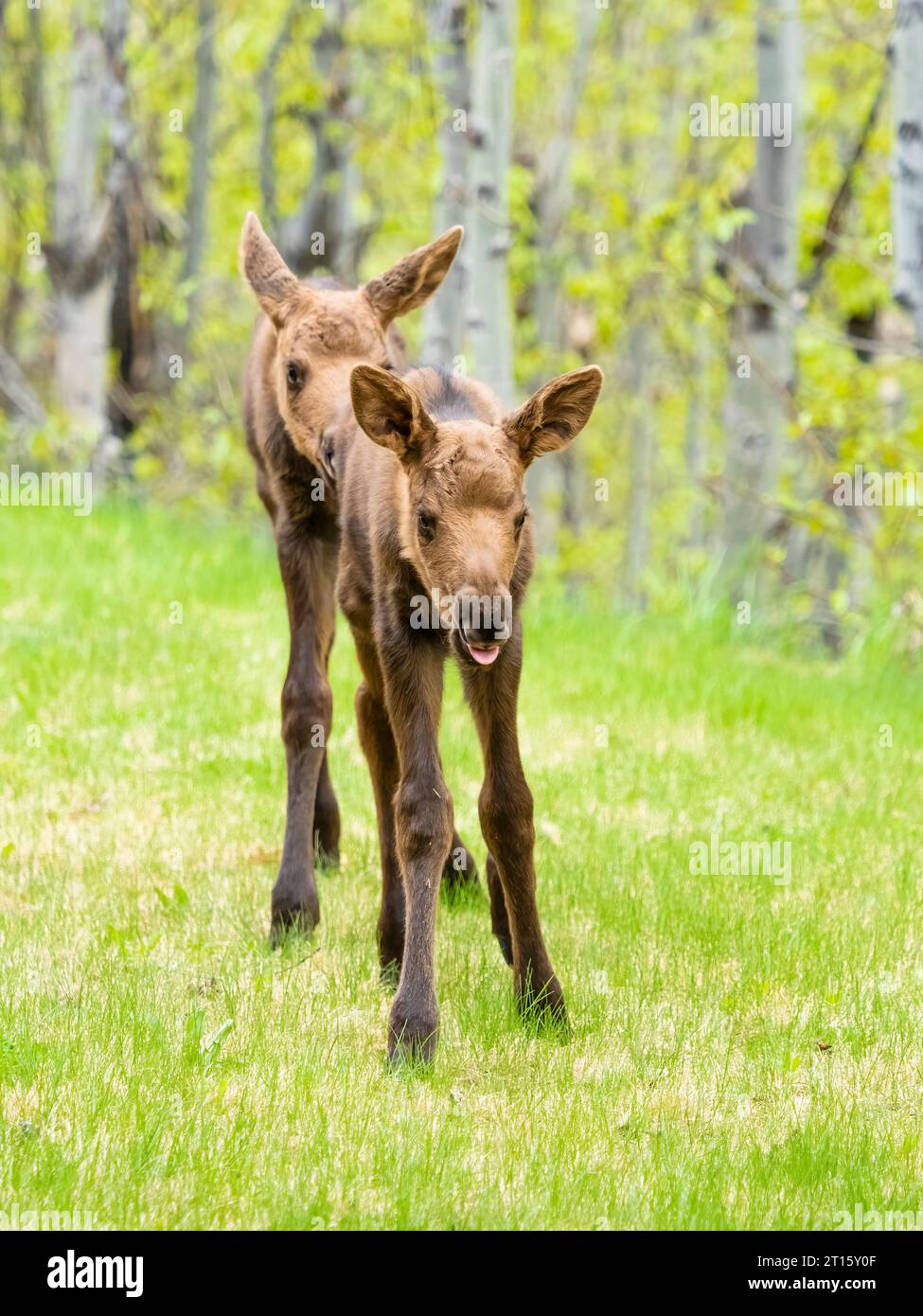 Sibling Calf Moose walking in Southcentral Alaska. Stock Photo