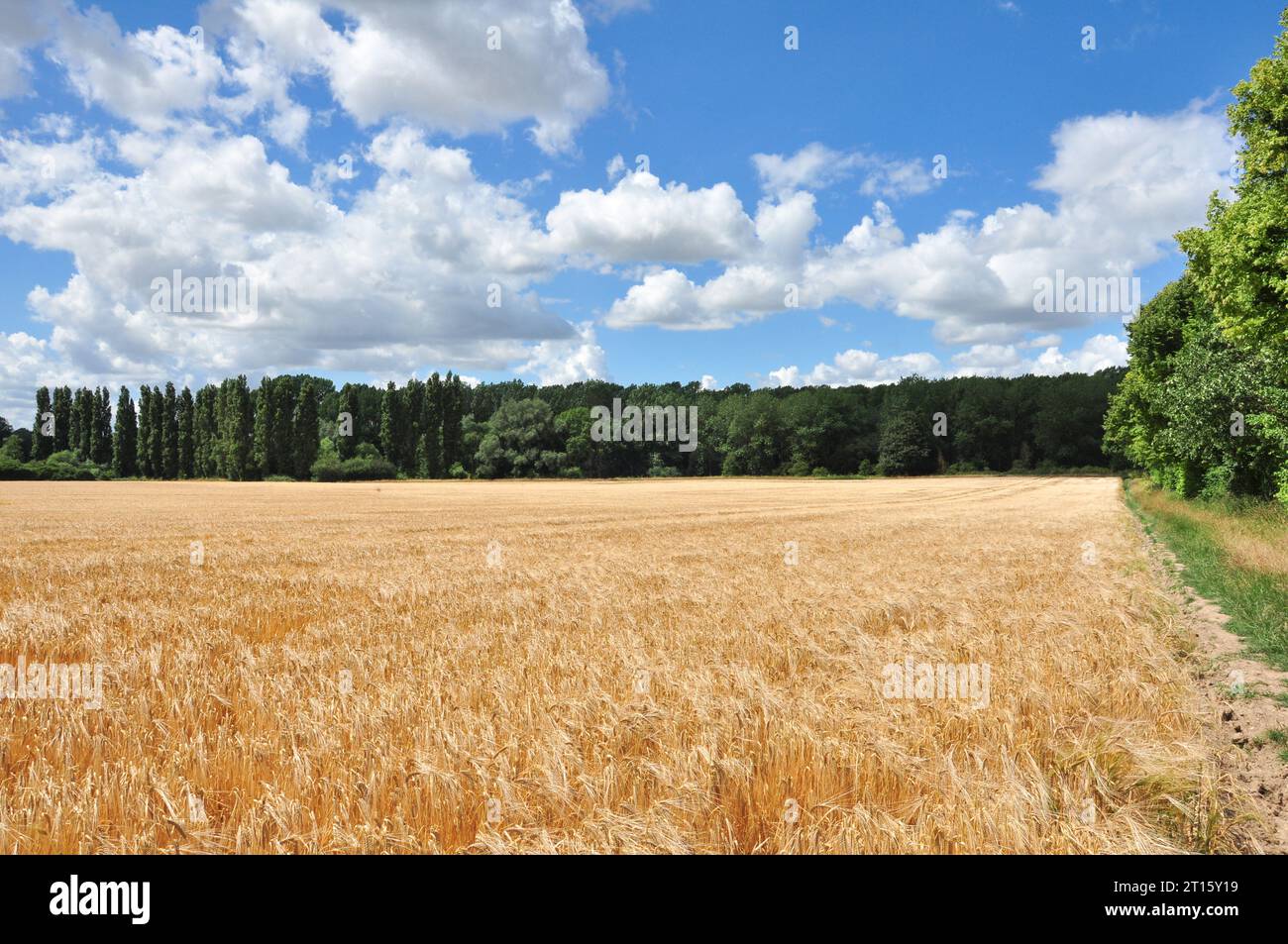 Barley Field near the village of Snailwell, Cambridgeshire, England, UK Stock Photo