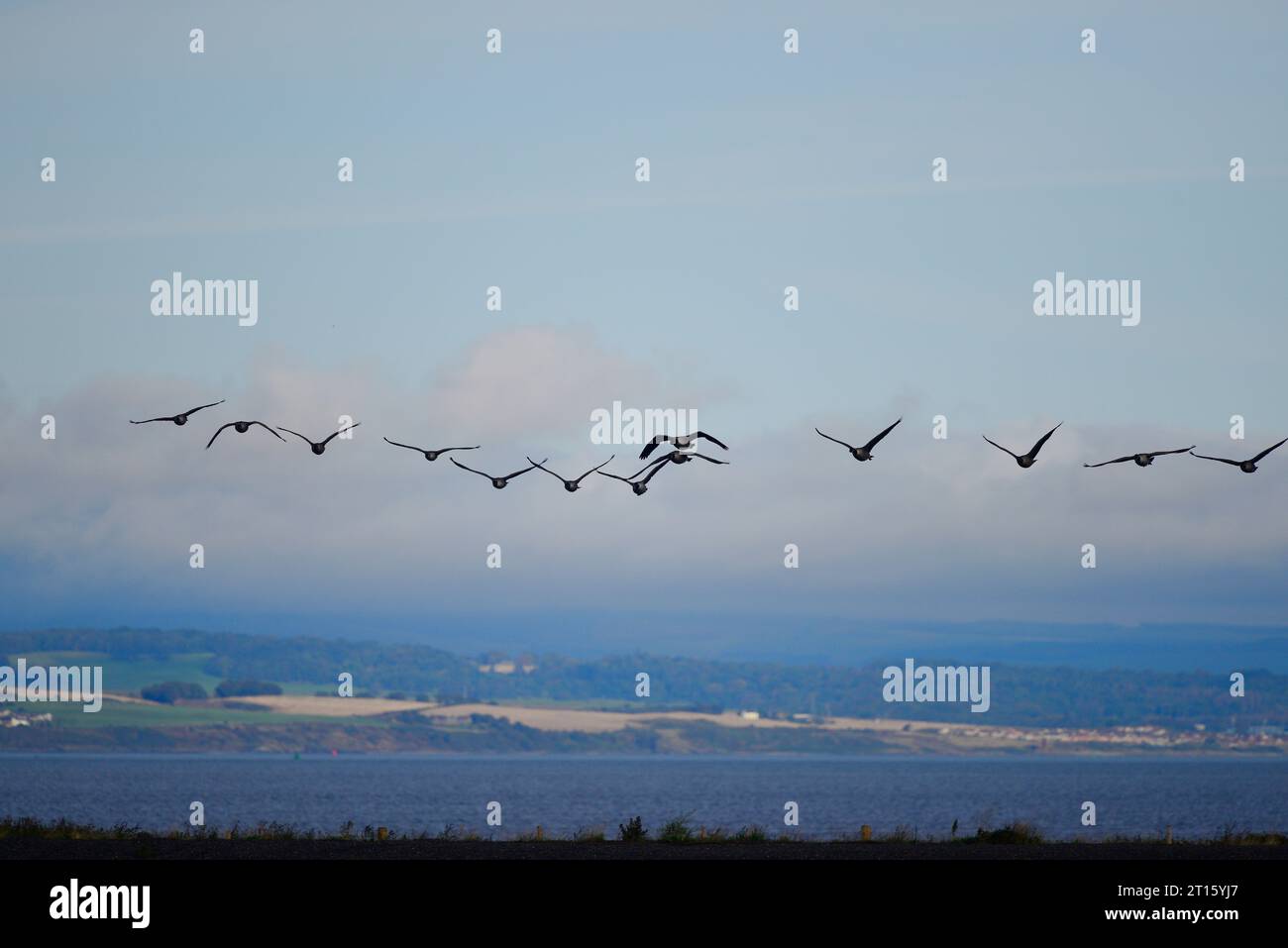 Canada geese migration scotland outlet