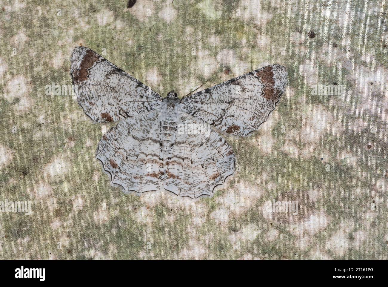 A Geometrid moth (Epimecis sp.) perched on a tree in Ecuador Stock Photo