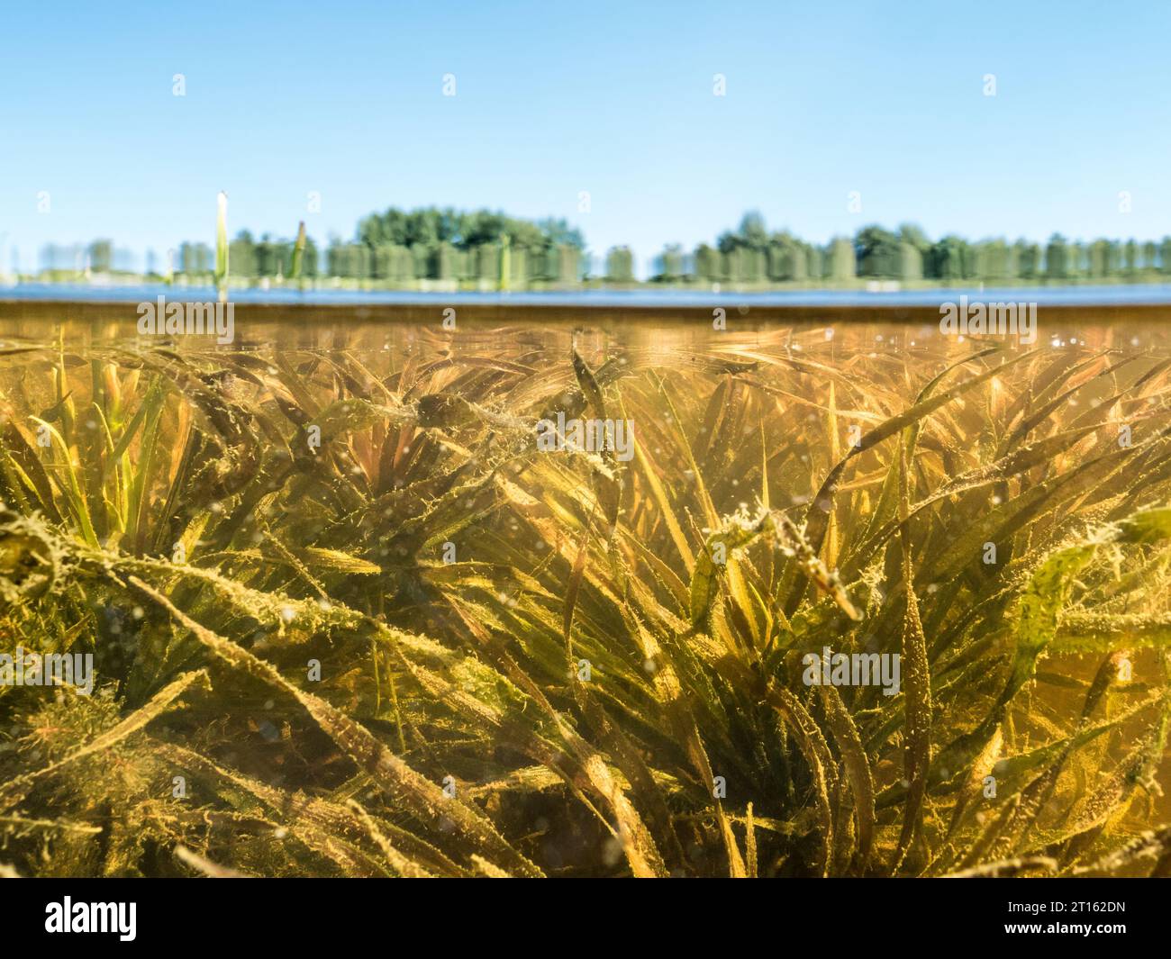 Water soldier aquatic plant underwater Stock Photo Alamy