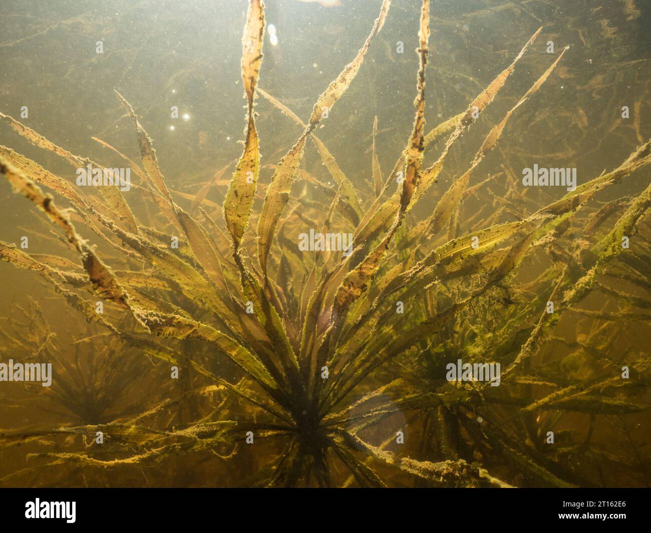 Water soldier aquatic plant underwater Stock Photo