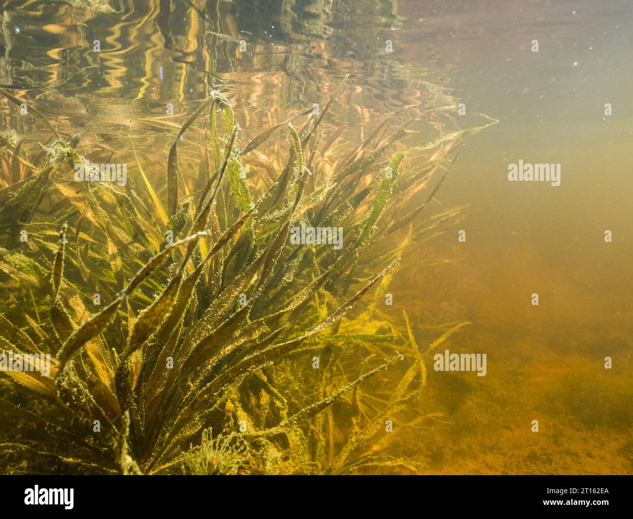 Water soldier aquatic plant underwater Stock Photo