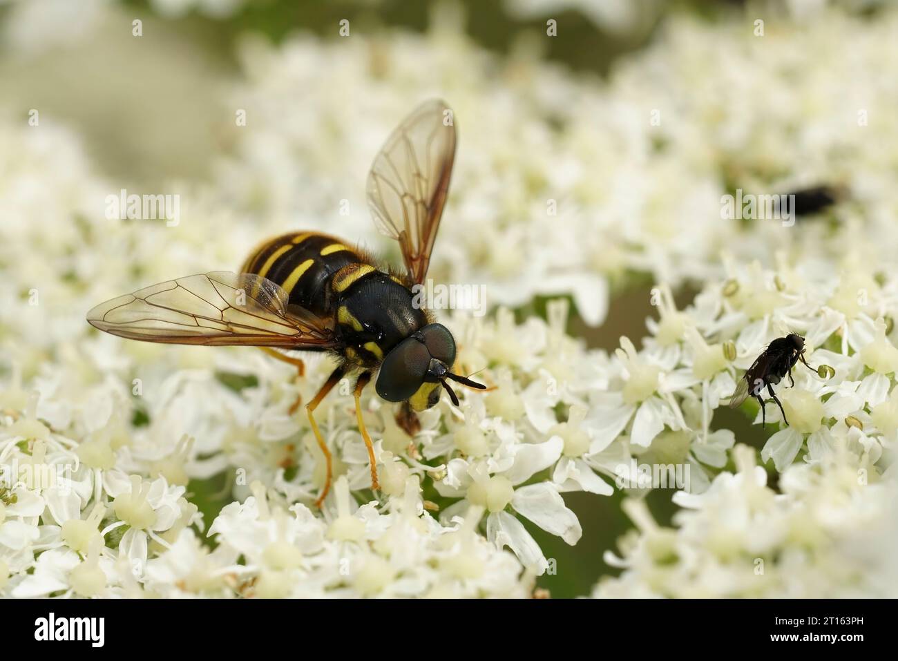 Natural closeup on he Northern spearhorn hoverfly, Chrysotoxum arcuatum sitting on a white Heracleum flower Stock Photo