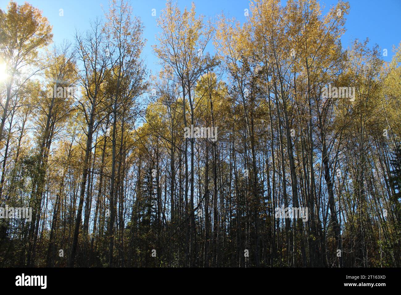 Birch trees in fall Stock Photo