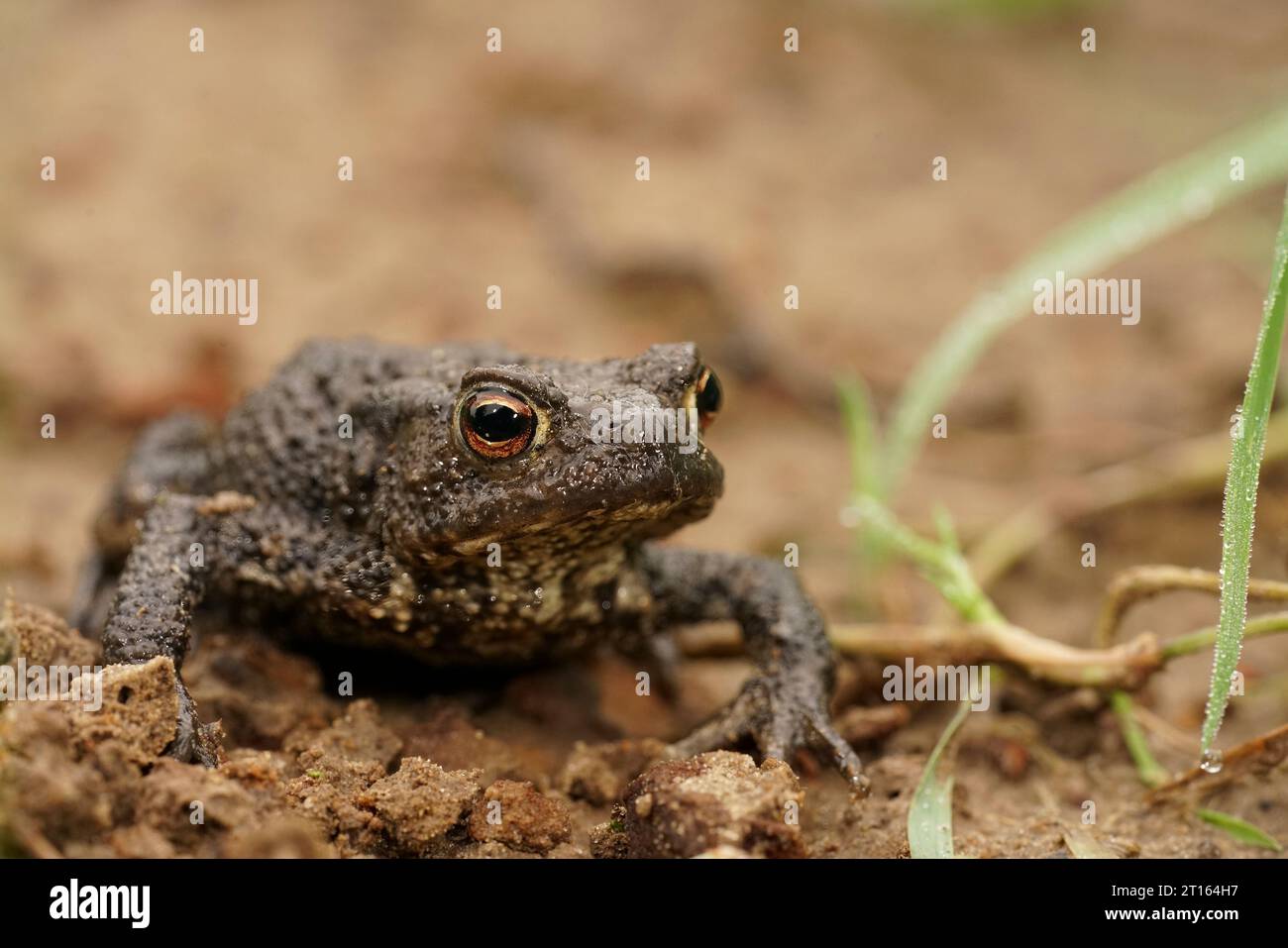 Natural frontal closeup on a brown male European common toad , Bufo bufo sitting on the ground in the garden Stock Photo