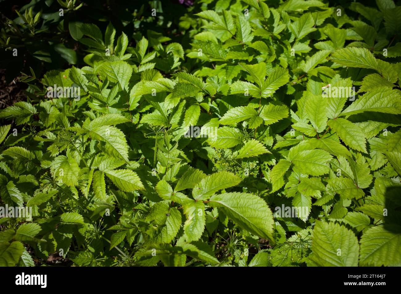 Osmorhiza berteroi is a species of flowering plant in the carrot family known by the common name mountain sweet cicely. Stock Photo