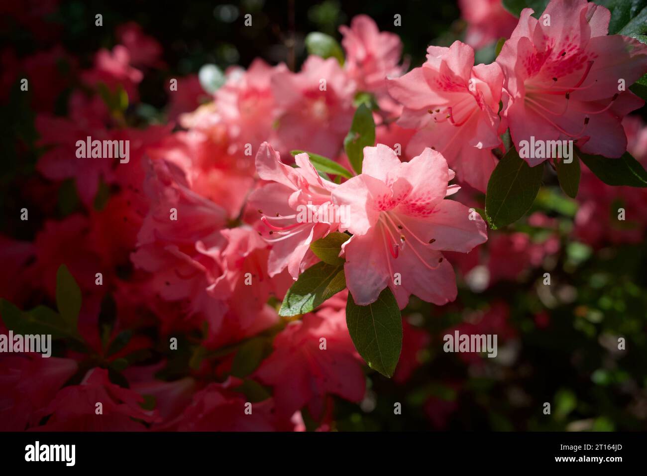 Flower - Japanese Azalea, also called  Rhododendron or Orange beauty Stock Photo