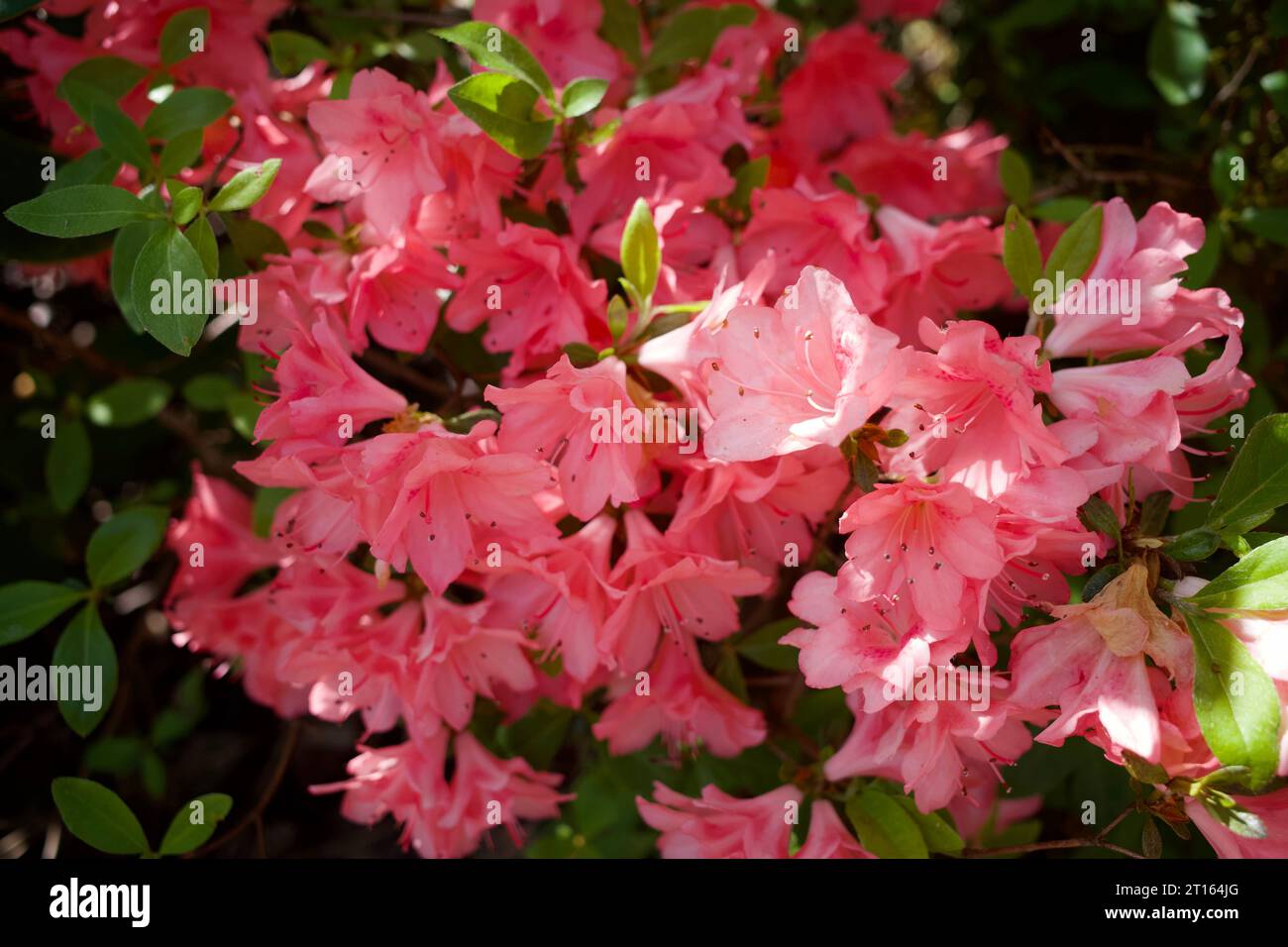 Flower - Japanese Azalea, also called  Rhododendron or Orange beauty Stock Photo