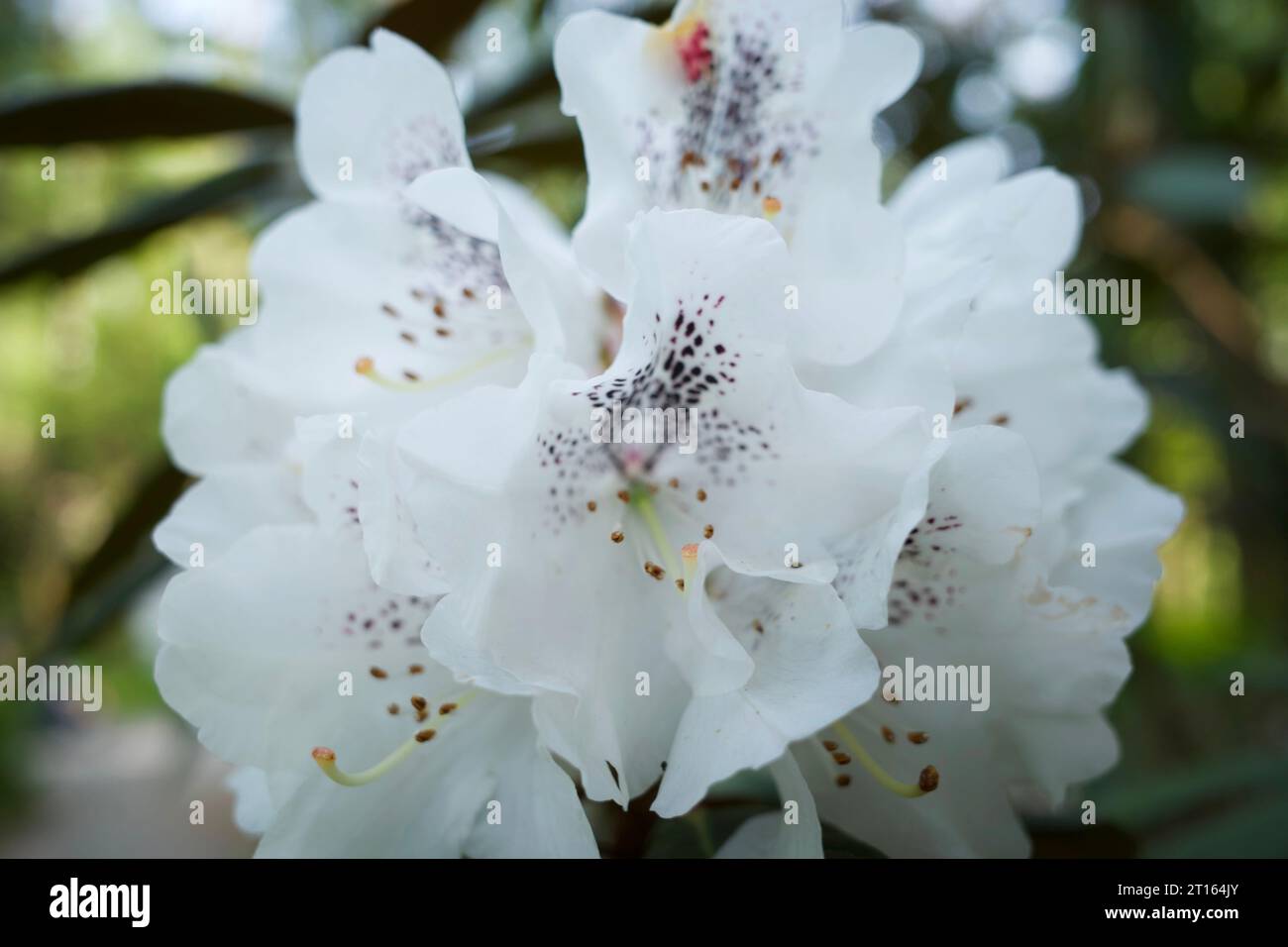 White Rhododendron blooming in summer Stock Photo