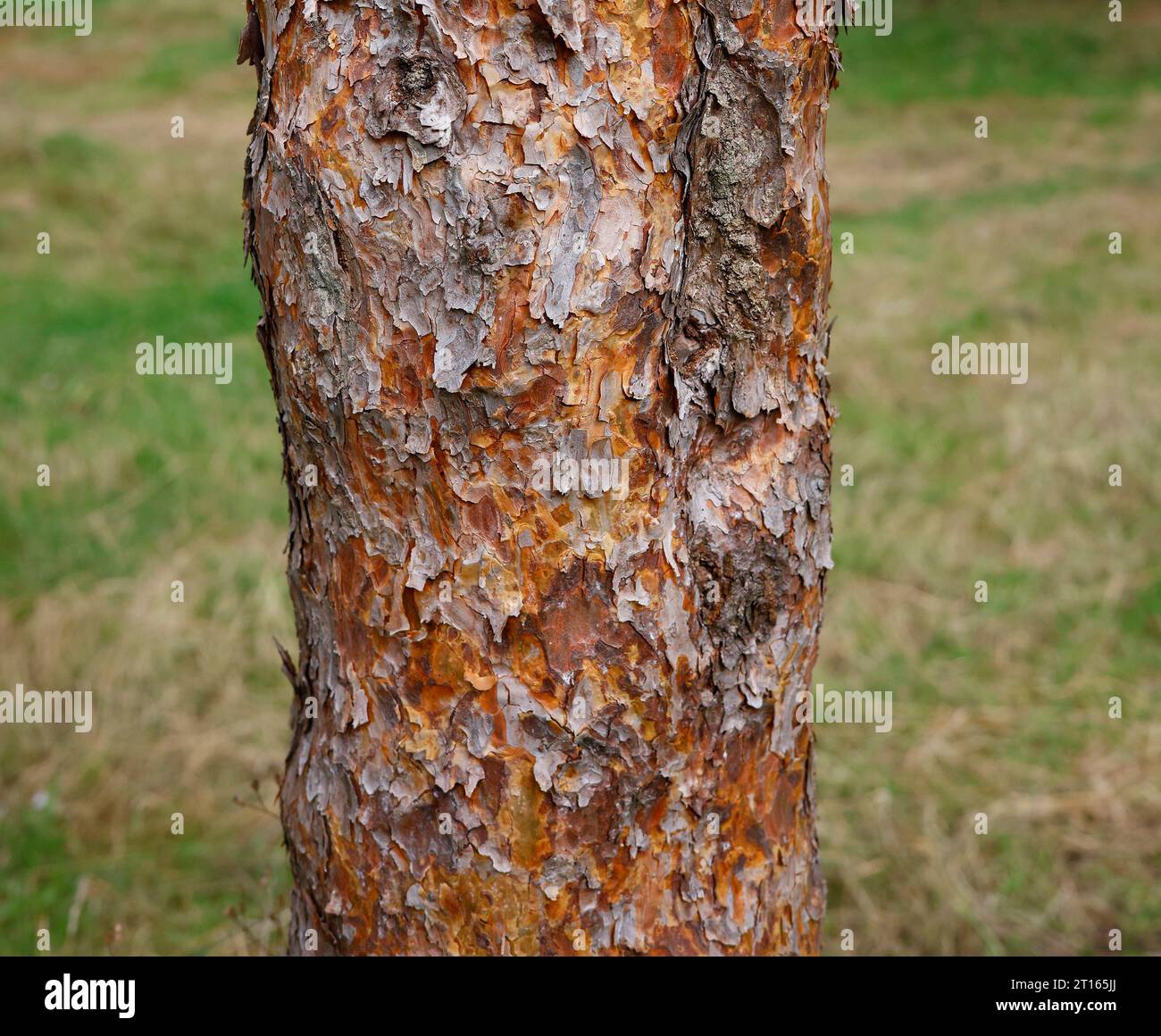 Closeup of the brown peeling bark of the garden pine tree pinus sylvestris fastigiata group or Scots pine. Stock Photo