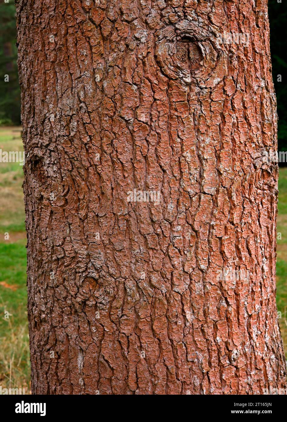 Closeup of the orange brown tree bark patterns on the trunk of the garden pine tree pinus heldreichii. Stock Photo