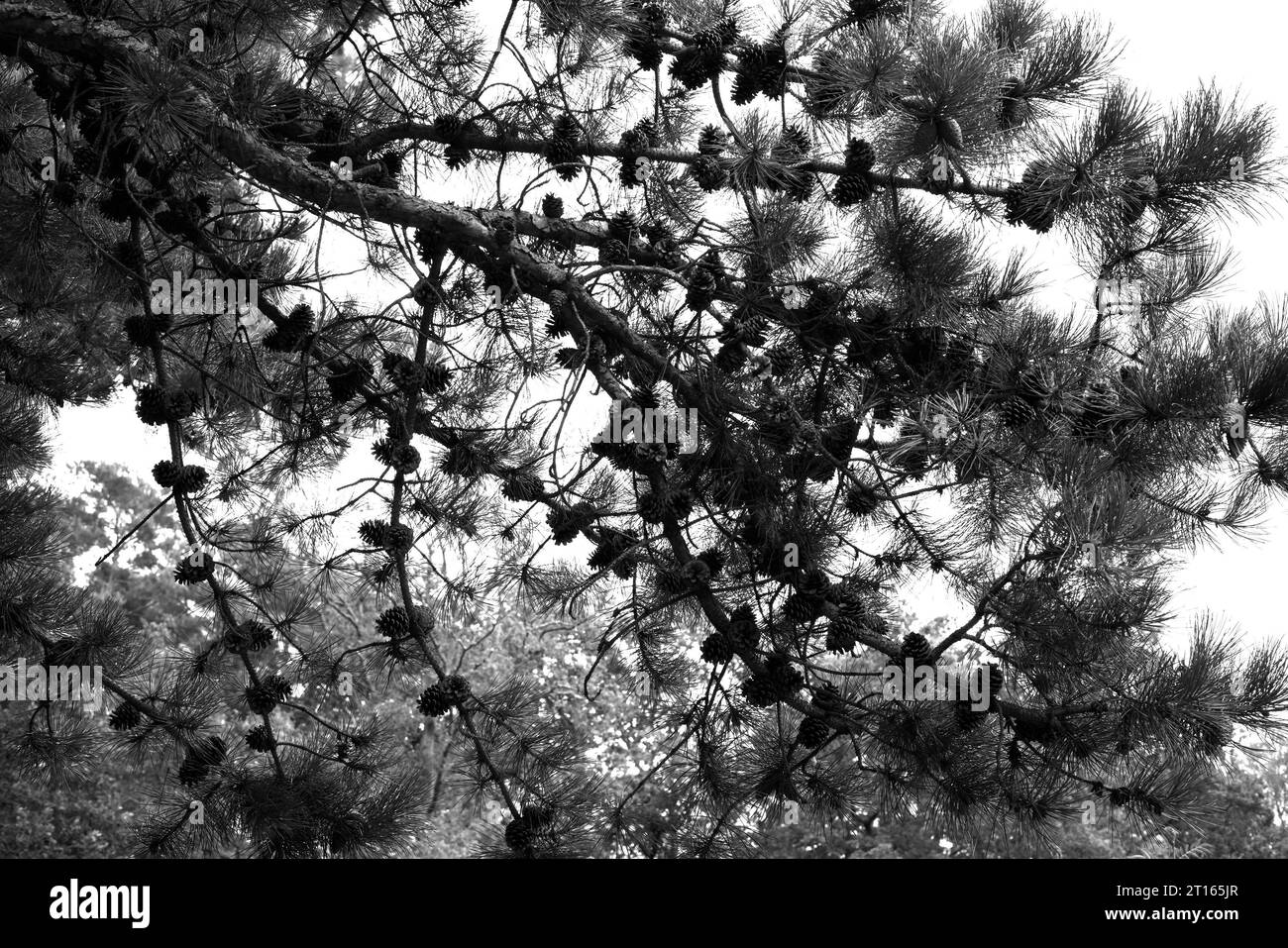 Black and white image of the cones and needle-like leaves of the evergreen garden pine tree pinus heldreichii. Stock Photo