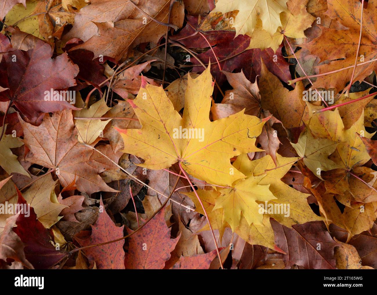 The fallen leaves of a Sycamore Maple tree and the brilliant colours of Autumn Stock Photo