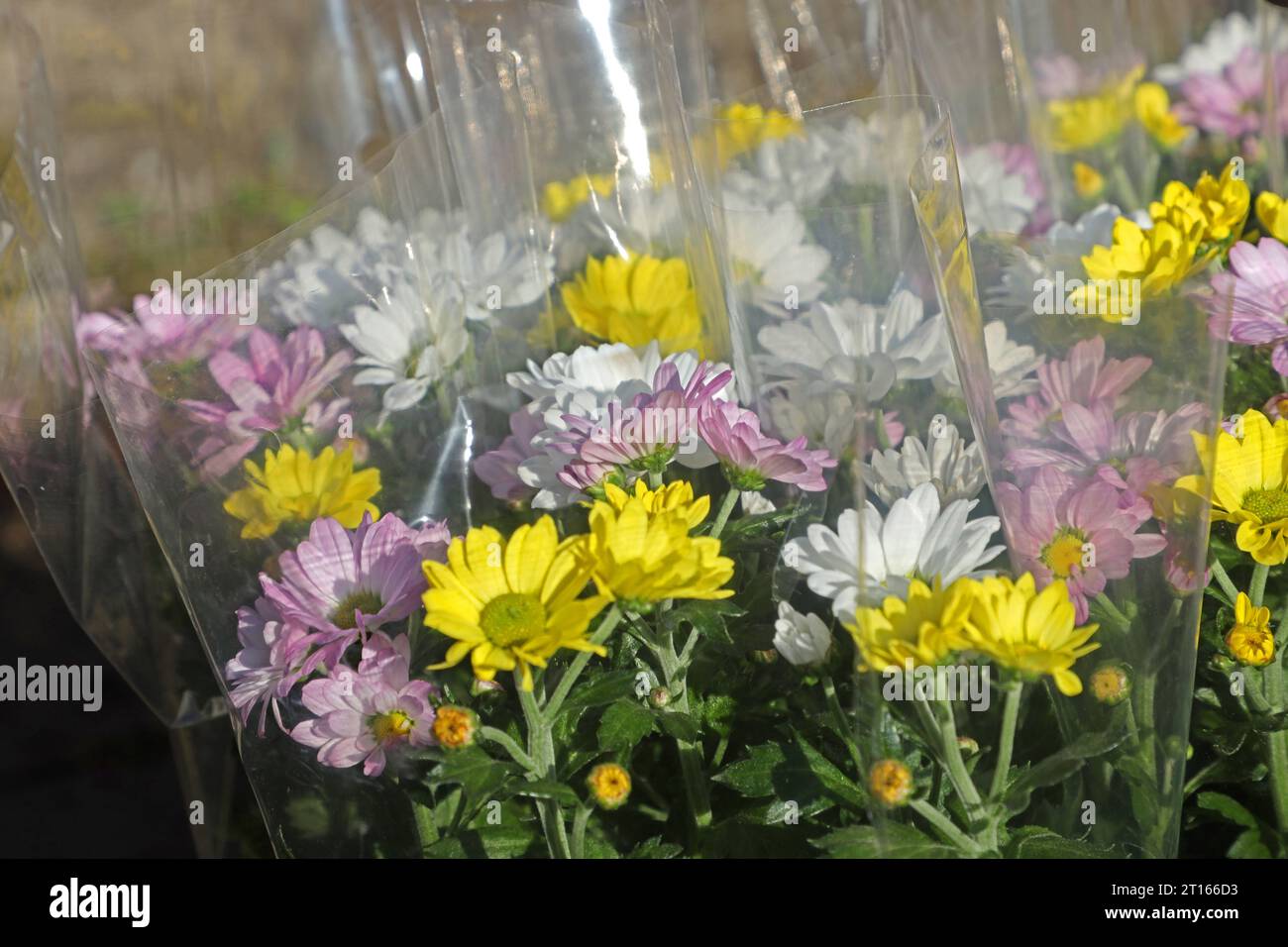 Astern in Plastikverpackung Astern zur Blütezeit zur Pflanzung, die in transparenter umweltschädlicher Kunststofffolie verpackt wurden. *** Asters in plastic packaging Asters at flowering time for planting, which were packed in transparent plastic film harmful to the environment Credit: Imago/Alamy Live News Stock Photo