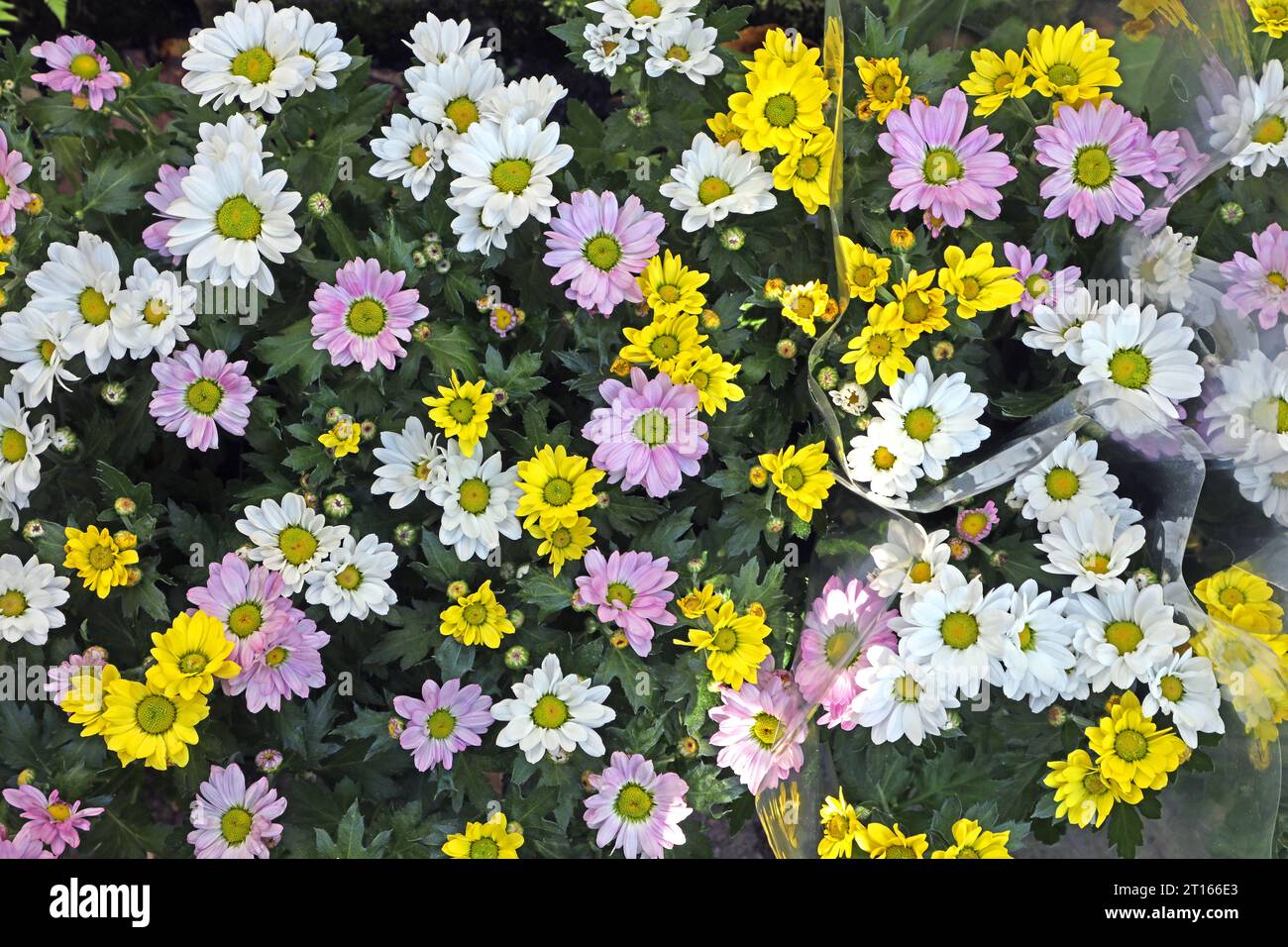 Astern für die Sommer- und Herbstpflanzung Astern zur Blütezeit zur Pflanzung am Haus und im Garten. *** Asters for summer and autumn planting Asters for flowering for planting around the house and garden Credit: Imago/Alamy Live News Stock Photo