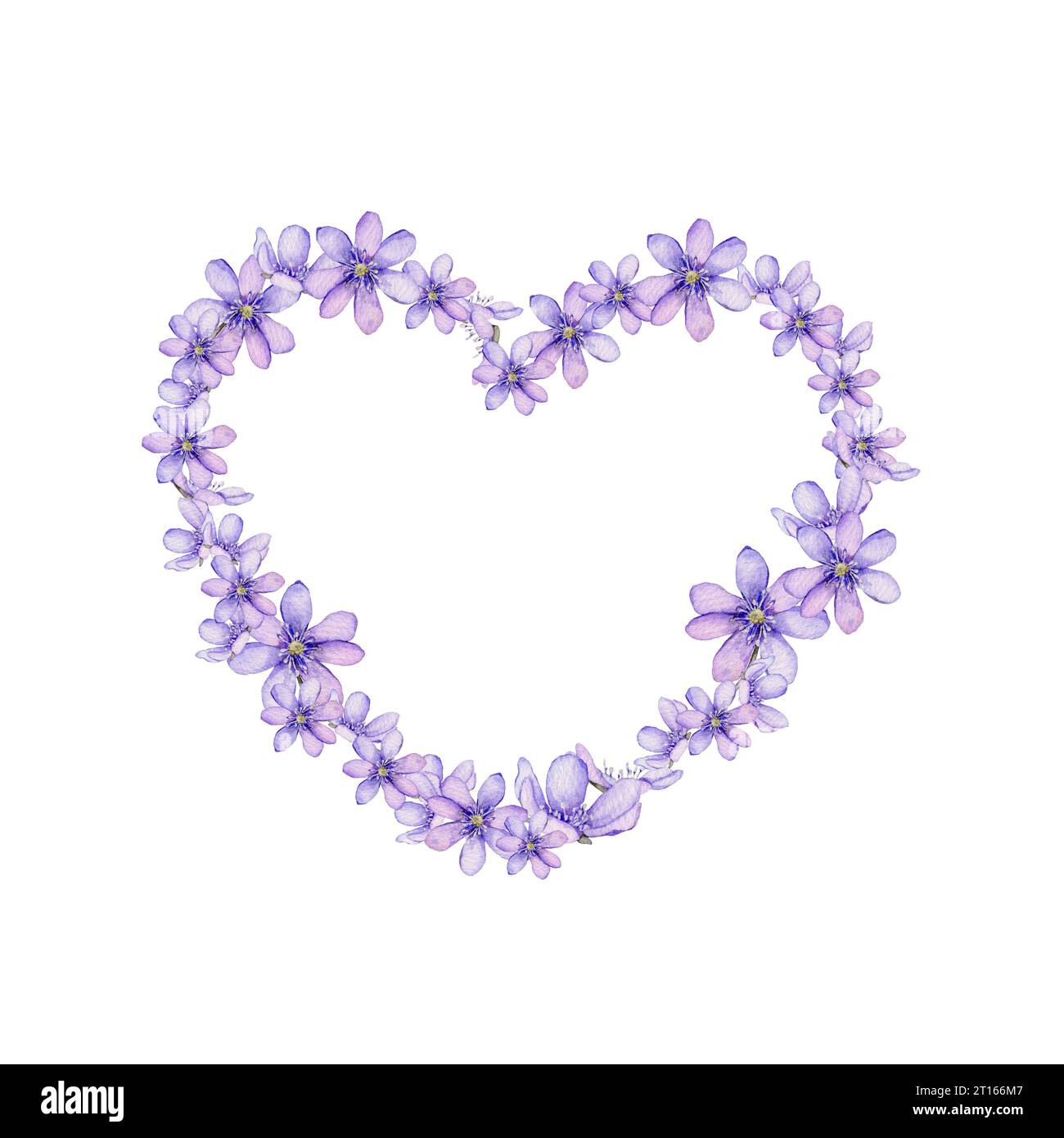 Watercolor heart with flowers isolated on white background. Scilla. Coppice, hepatica - first spring flowers. Illustration of delicate lilac flowers Stock Photo