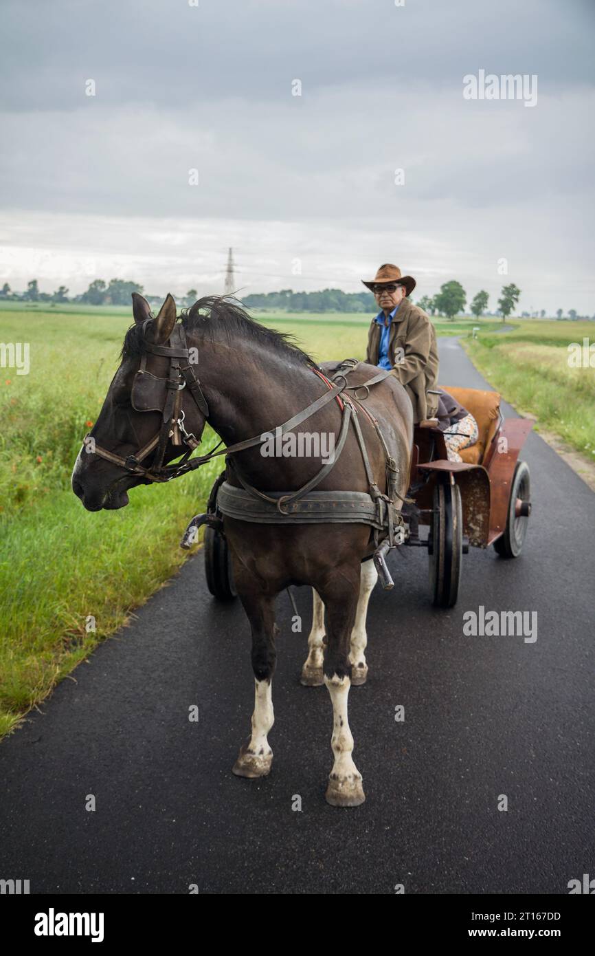 Coachman driving a horsedrawn carriage Stock Photo Alamy
