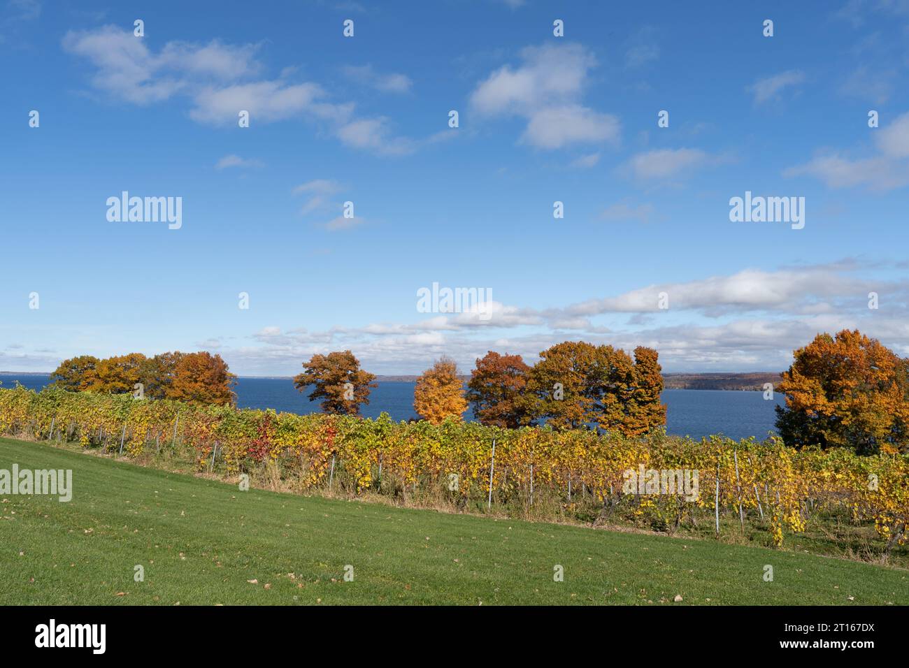 Finger Lakes Vineyard with beautiful Autumn Colors on Cayuga Lake near Ithaca New York Stock Photo