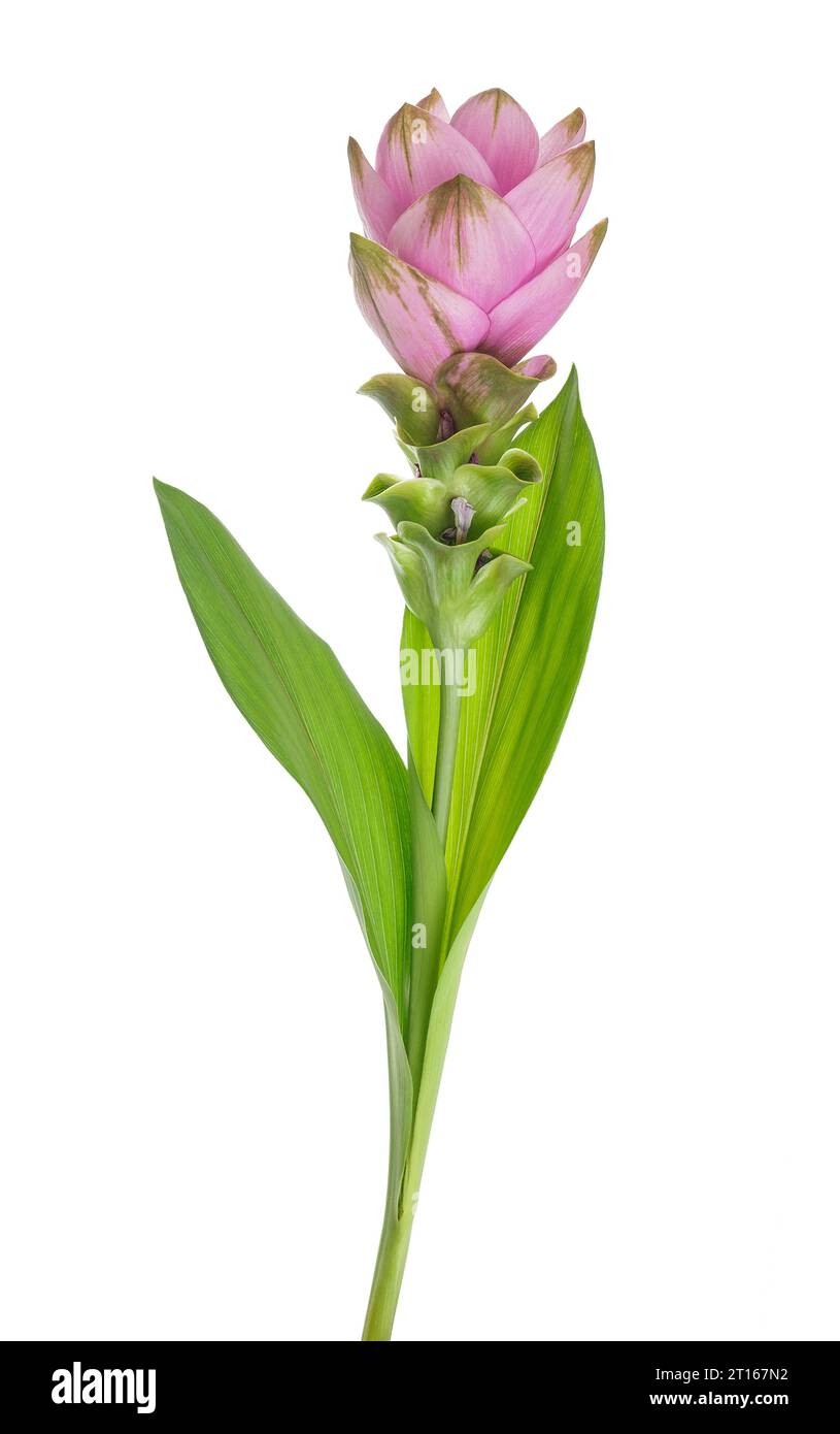 Curcuma flower isolated on white background Stock Photo Alamy