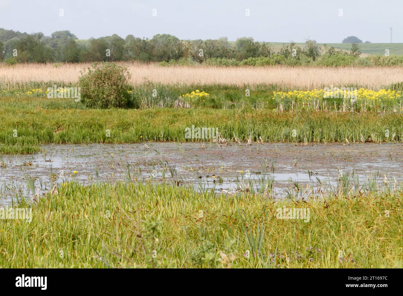 Wetland biotope, polder, breeding habitat for rare bird species, site