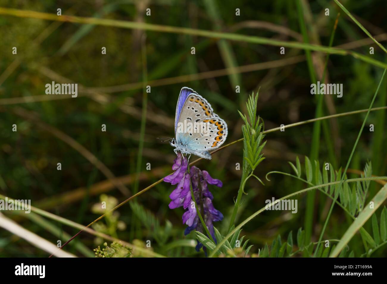 Plebeius argyrognomon Family Lycaenidae Genus Plebejus Reverdin's blue butterfly wild nature insect photography, picture, wallpaper Stock Photo