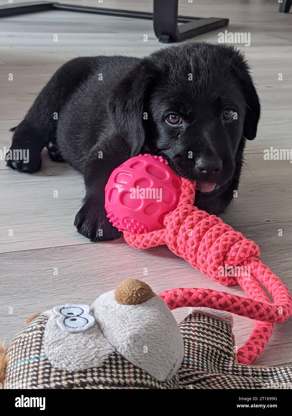 Black labrador retriever puppy chewing on a toy Stock Photo Alamy