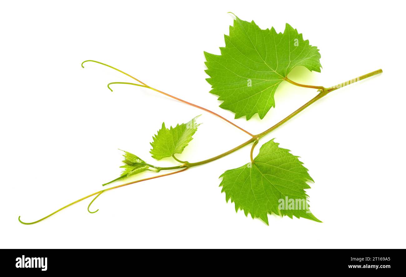 Vine branch isolated on white background Stock Photo