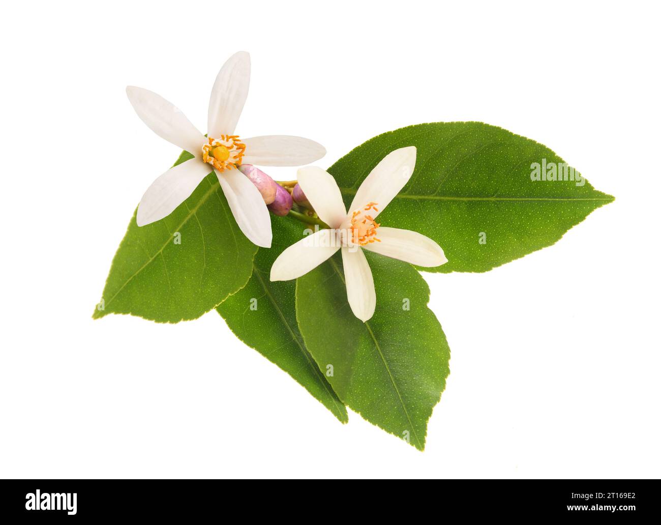 Orange blossom flowers isolated on white Stock Photo Alamy
