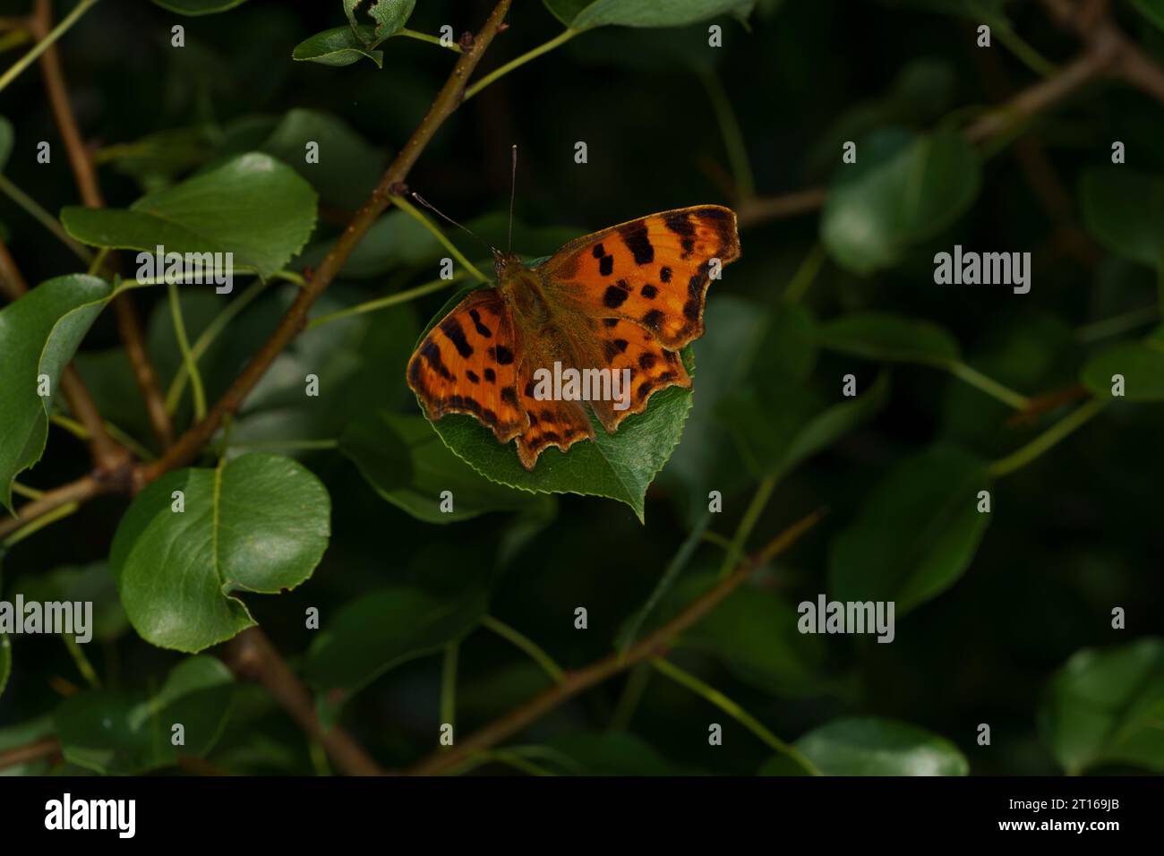 Polygonia c-album Family Nymphalidae Genus Polygonia Comma butterfly wild nature insect photography, picture, wallpaper Stock Photo