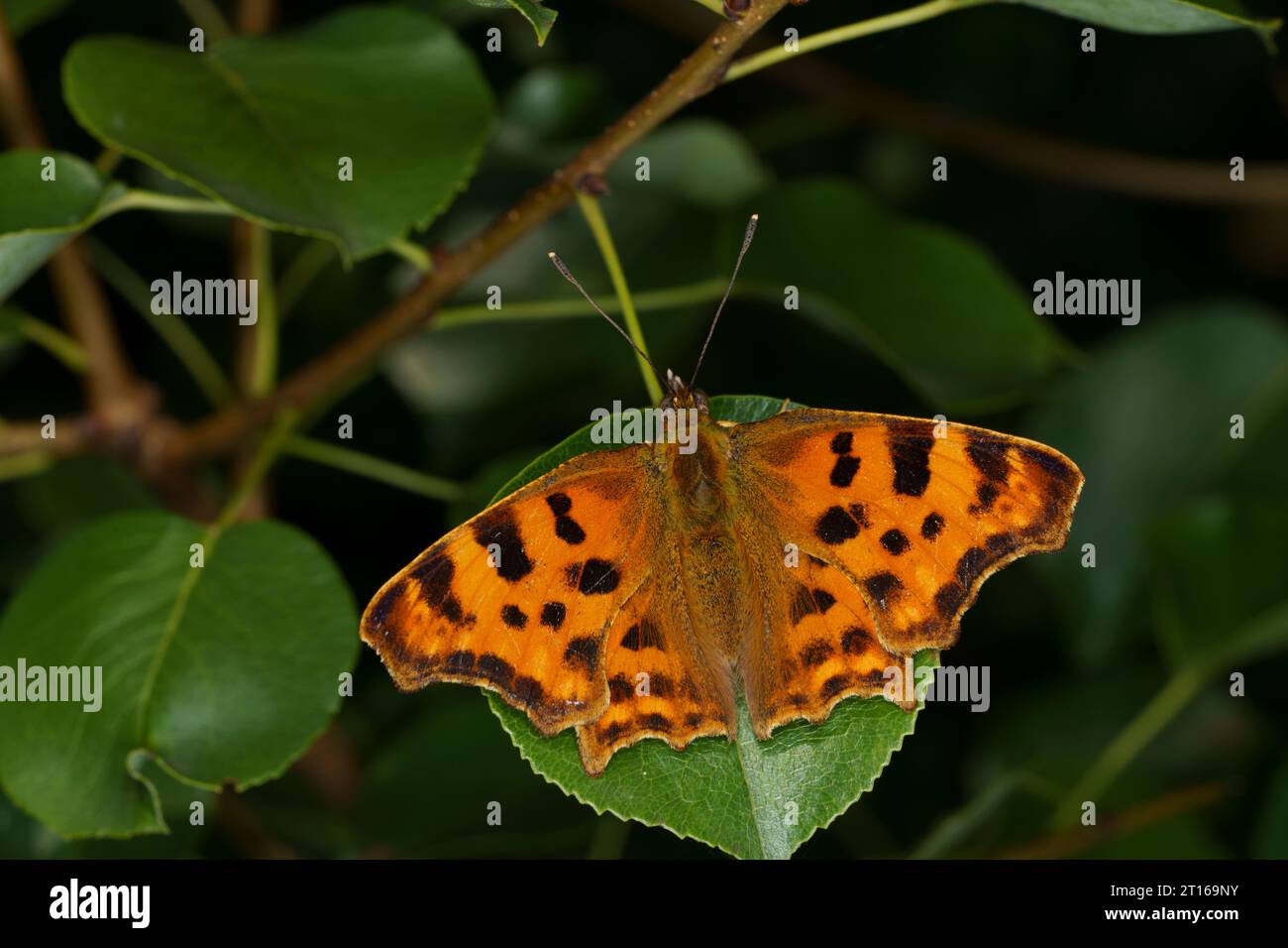 Polygonia c-album Family Nymphalidae Genus Polygonia Comma butterfly wild nature insect photography, picture, wallpaper Stock Photo