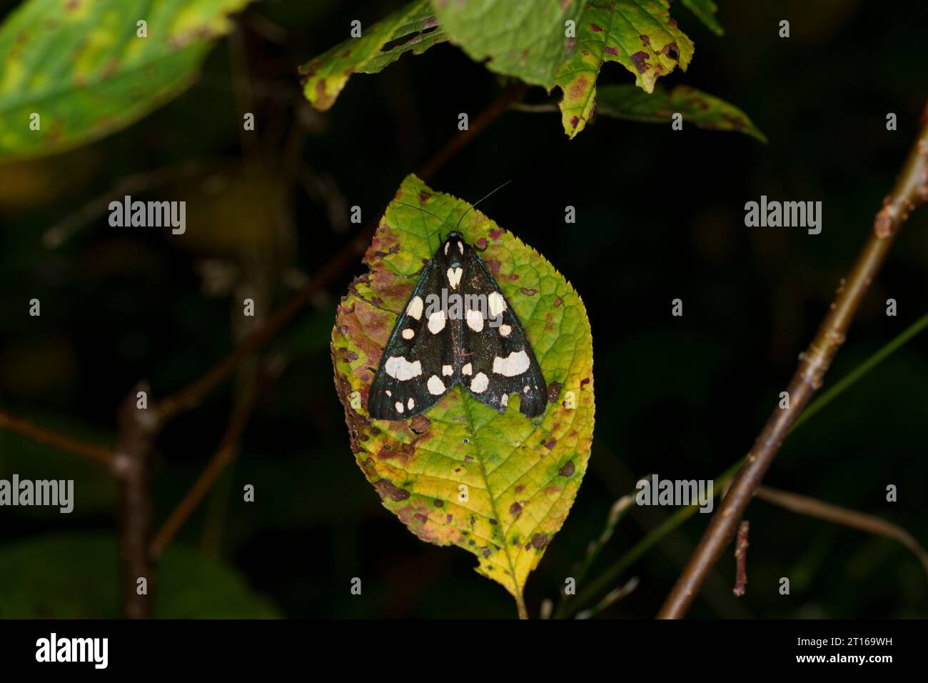 Callimorpha dominula Family Erebidae Genus Callimorpha Scarlet Tiger moth wild nature insect photography, picture, wallpaper Stock Photo