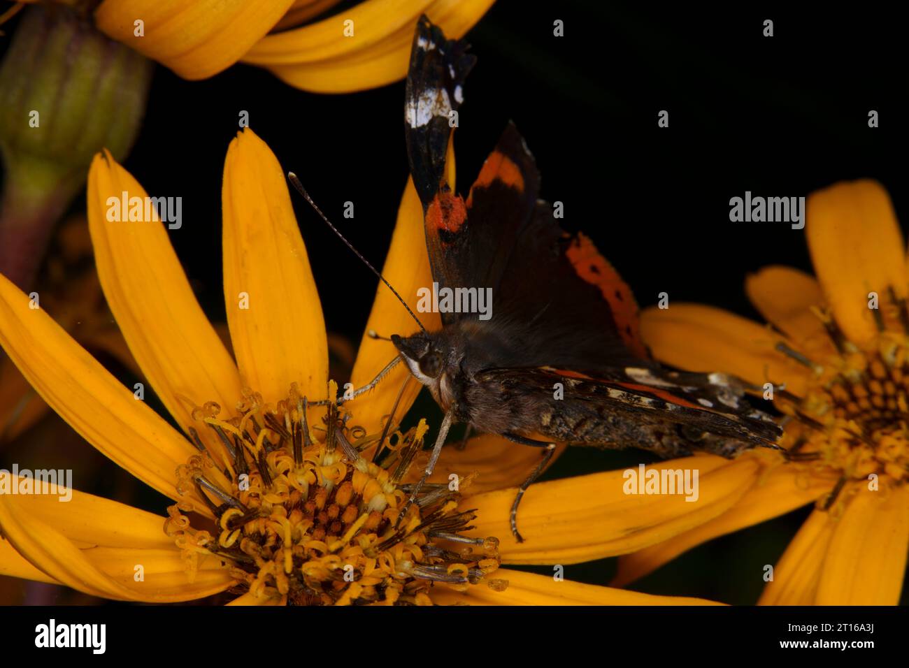 Vanessa atalanta Family Nymphalidae Genus Vanessa Red admiral butterfly